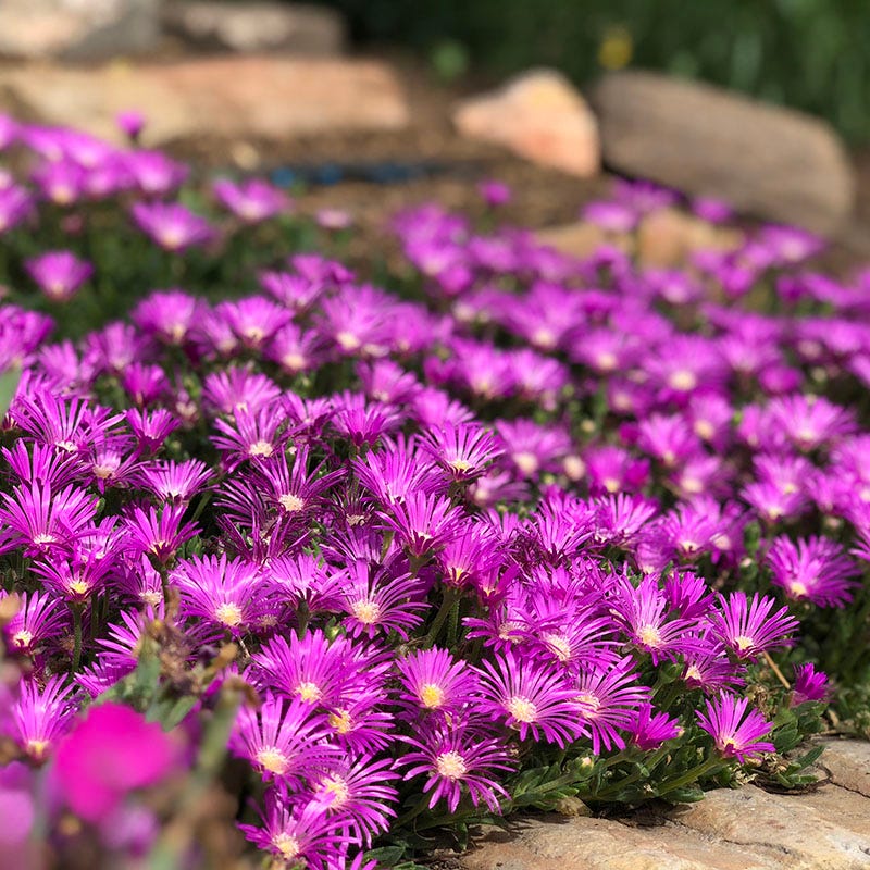 Ice Plant Collection (Delosperma)