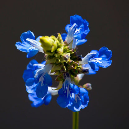 Blue Spike Salvia