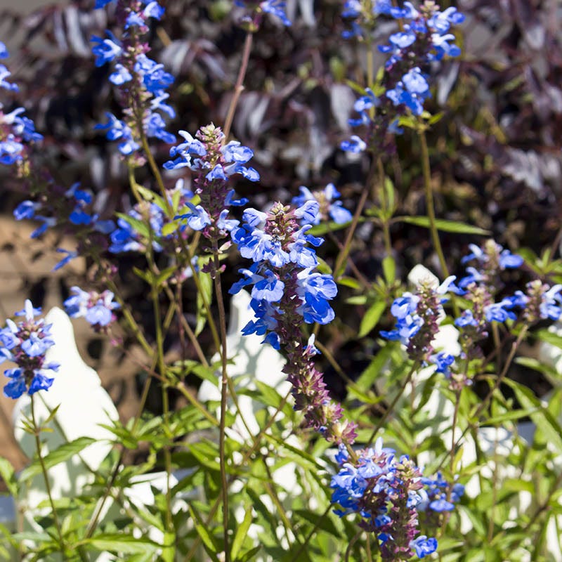 Blue Spike Salvia - Thumbnail 2