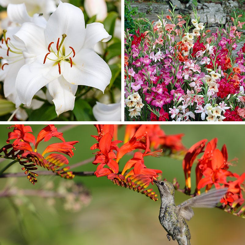 Bold & Hardy Summer Blooms Bulb Collection