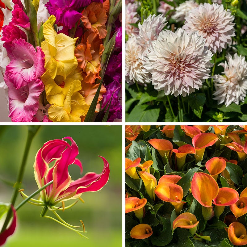 Bold Bouquet Flower Bulb Collection