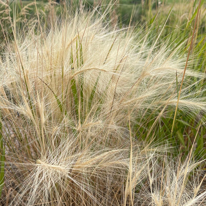 High Mountain Native Grass Seed Mix