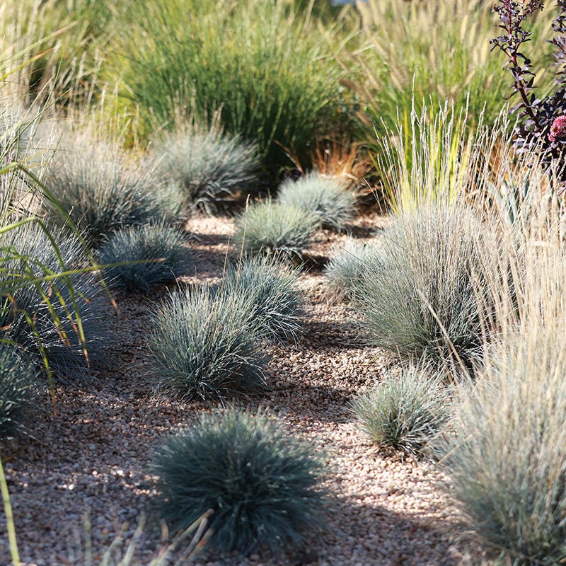 Salt-Tolerant Ornamental Grass Collection | High Country Gardens