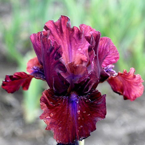 Alpenglow Bearded Iris Collection, Iris germanica | High Country