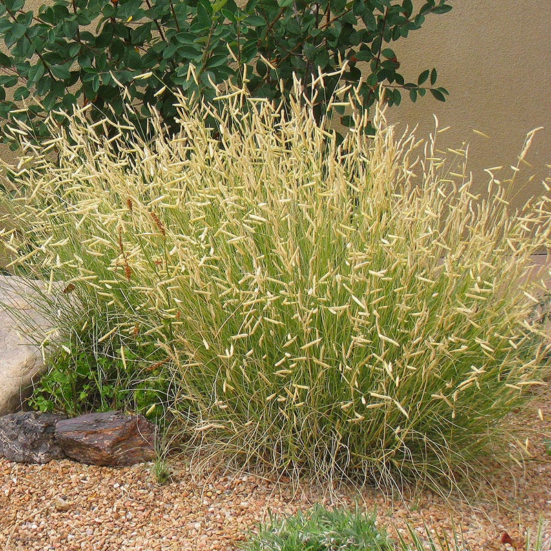 HOA Friendly Collection | Water-Smart Curb Appeal Plants