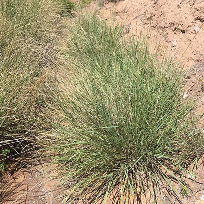Sideoats Grama Grass