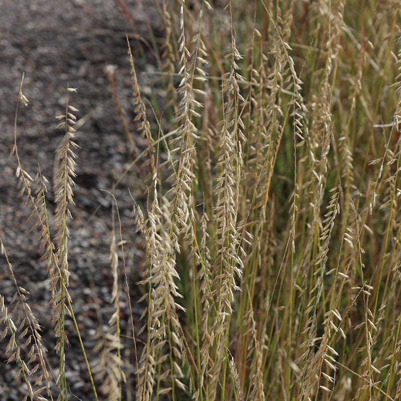 Sideoats Grama Grass