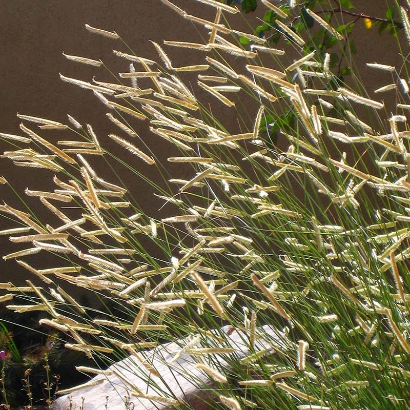 blue spring grass succulent Blonde Ambition Blue Grama Grass, Bouteloua gracilis