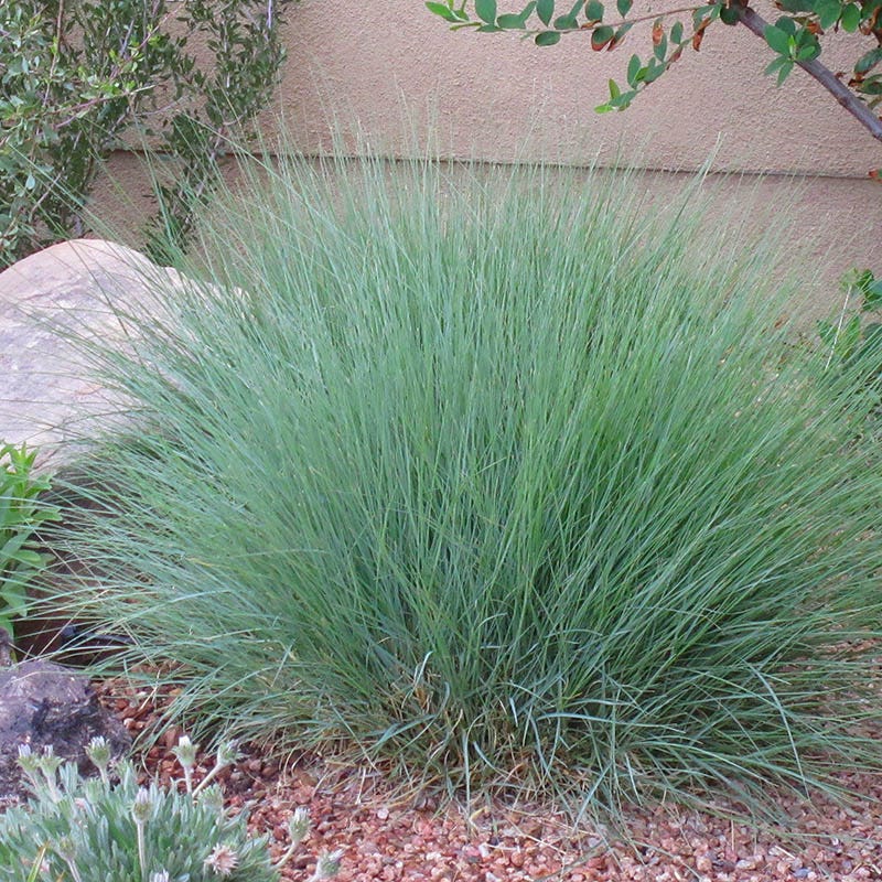 Blonde Ambition Blue Grama Grass