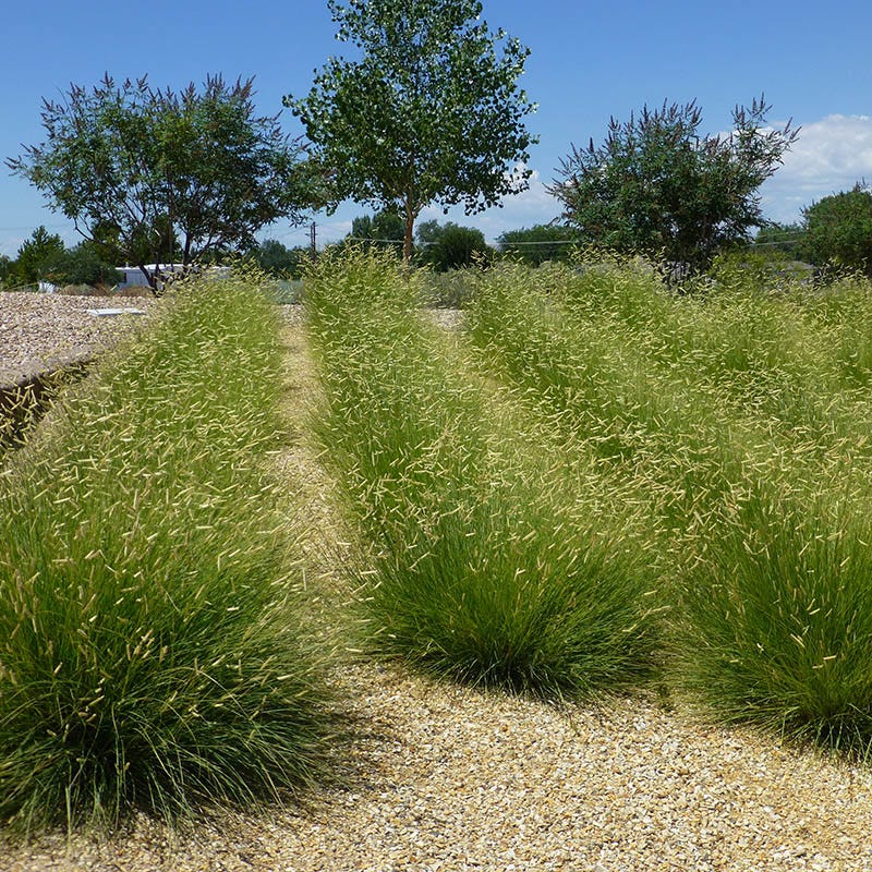 Blonde Ambition Blue Grama Grass