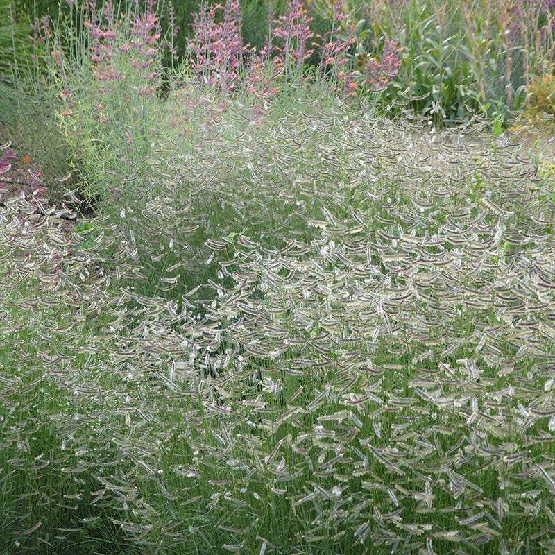 Zig Zag Blue Grama Grass