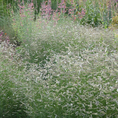 Zig Zag Blue Grama Grass
