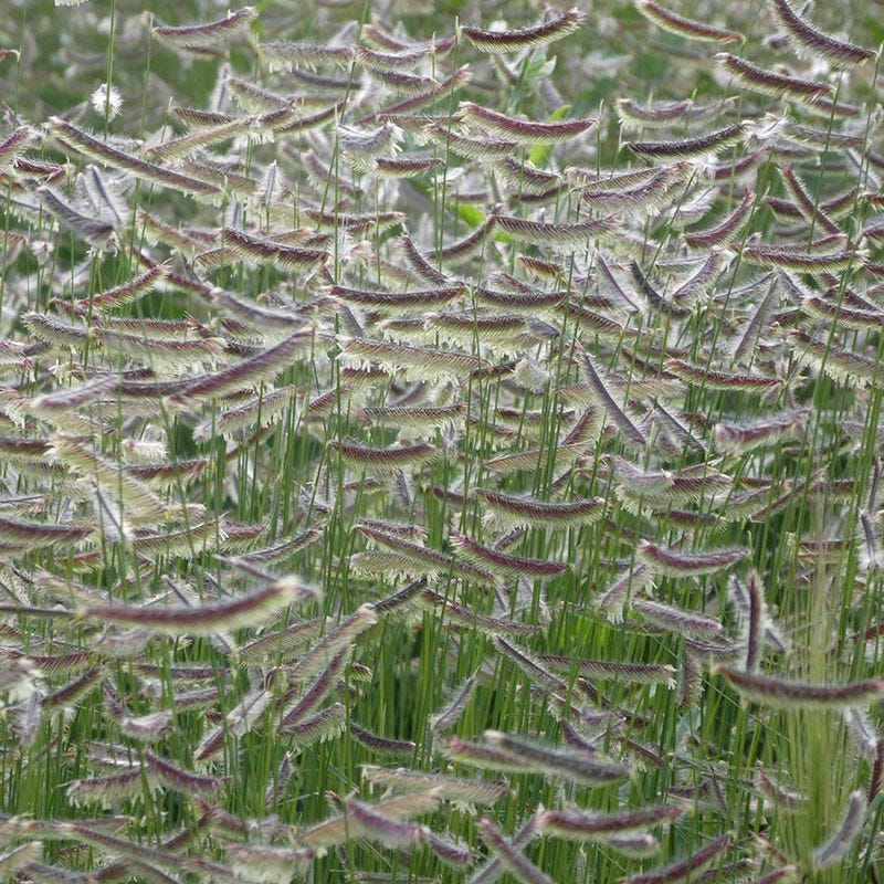 Zig Zag Blue Grama Grass