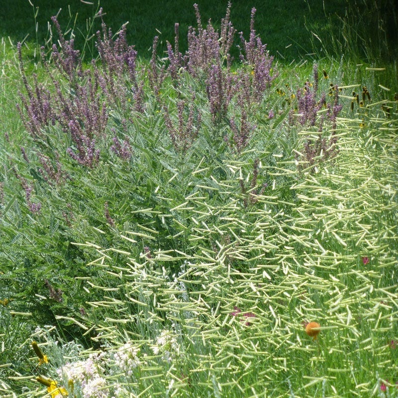 Leadplant (Amorpha)
