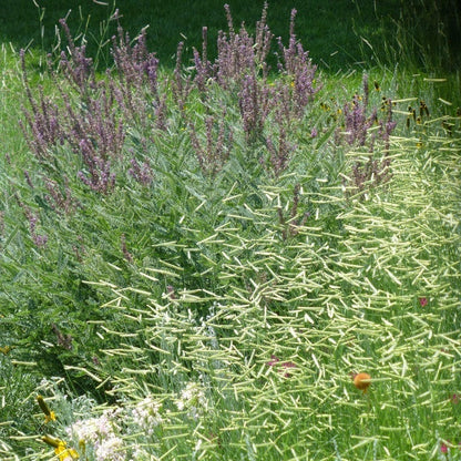 Leadplant (Amorpha)