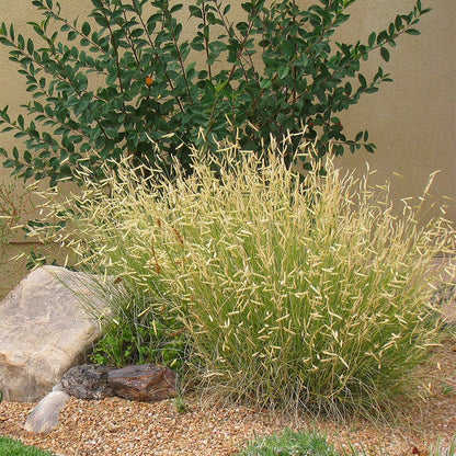 Blonde Ambition Blue Grama Grass
