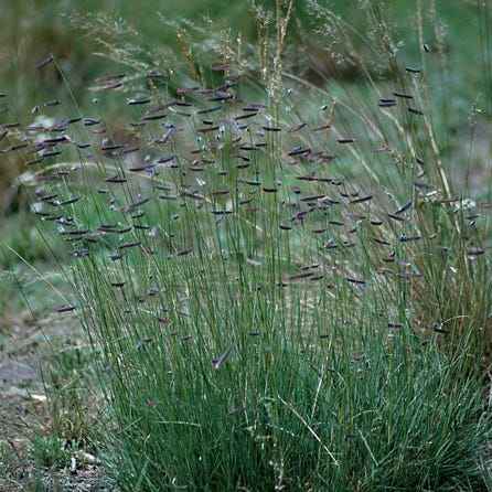 Hachita Blue Grama Grass Plugs
