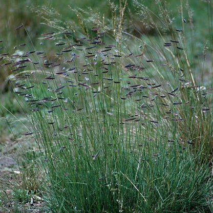 Hachita Blue Grama Grass Plugs