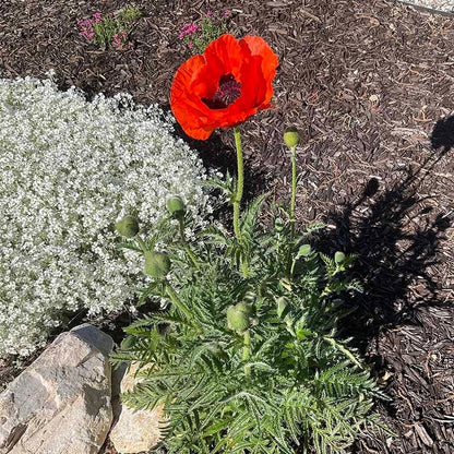 Brilliant Oriental Poppy