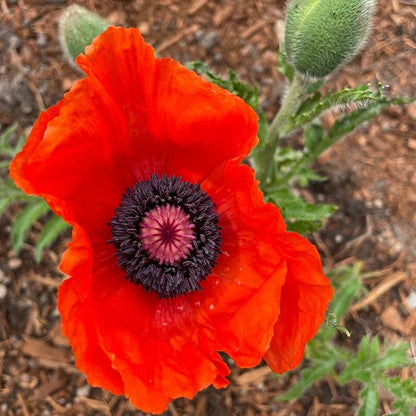 Brilliant Oriental Poppy