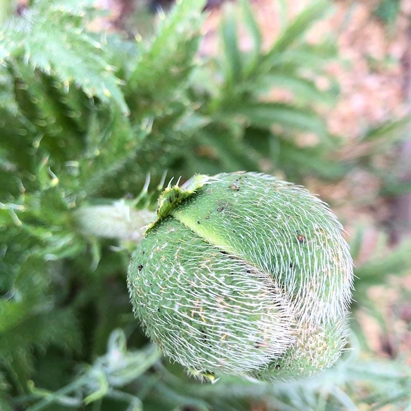 Brilliant Oriental Poppy