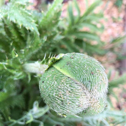 Brilliant Oriental Poppy