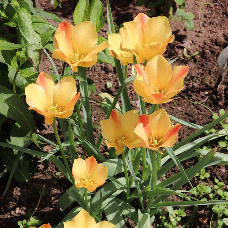 Bronze Charm Wildflower Tulip