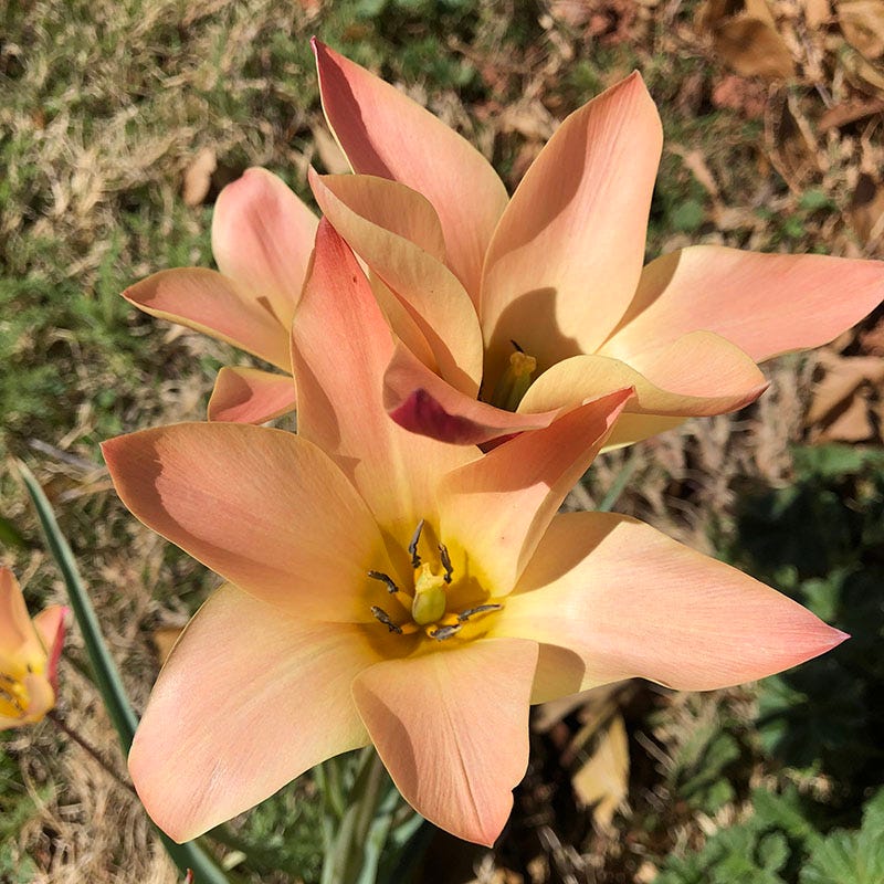 Bronze Charm Wildflower Tulip