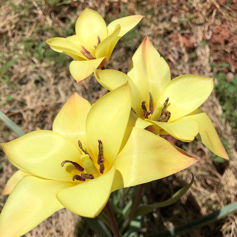 Bronze Charm Wildflower Tulip