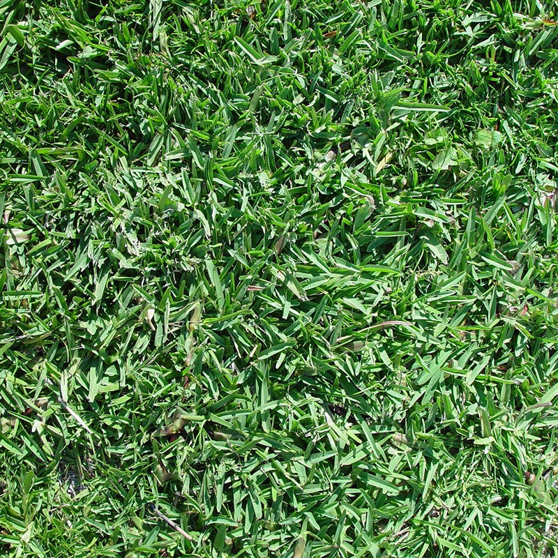 Legacy® Buffalo Grass Plugs