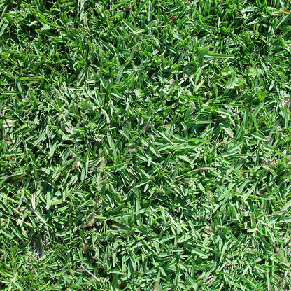 Legacy® Buffalo Grass Plugs