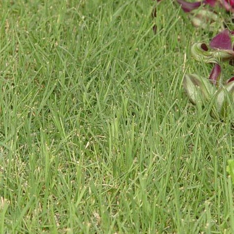 Prestige™ Buffalo Grass Plugs