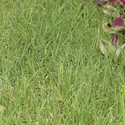 Prestige™ Buffalo Grass Plugs