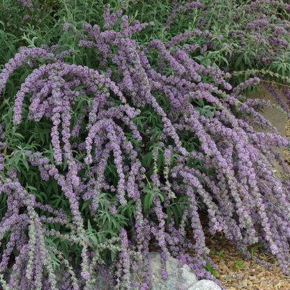 Silver Fountain Butterfly Bush