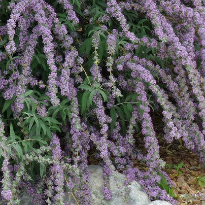 Silver Fountain Butterfly Bush