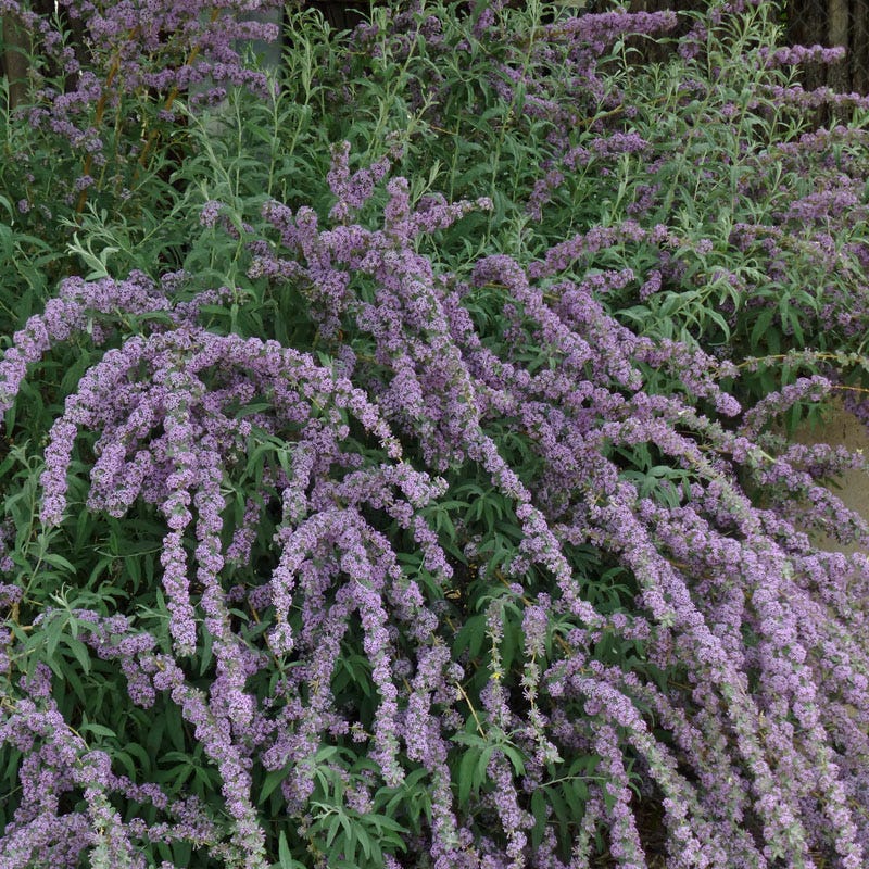 Silver Fountain Butterfly Bush