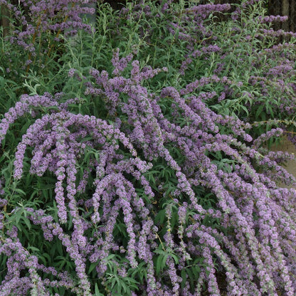 Silver Fountain Butterfly Bush