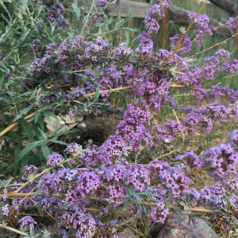 Silver Fountain Butterfly Bush