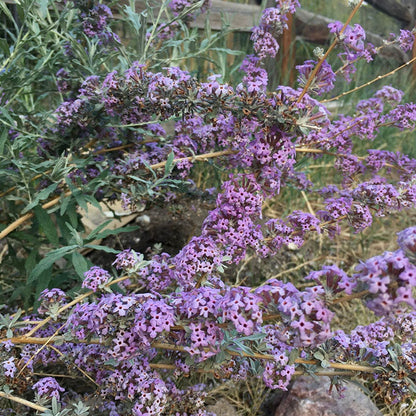 Silver Fountain Butterfly Bush