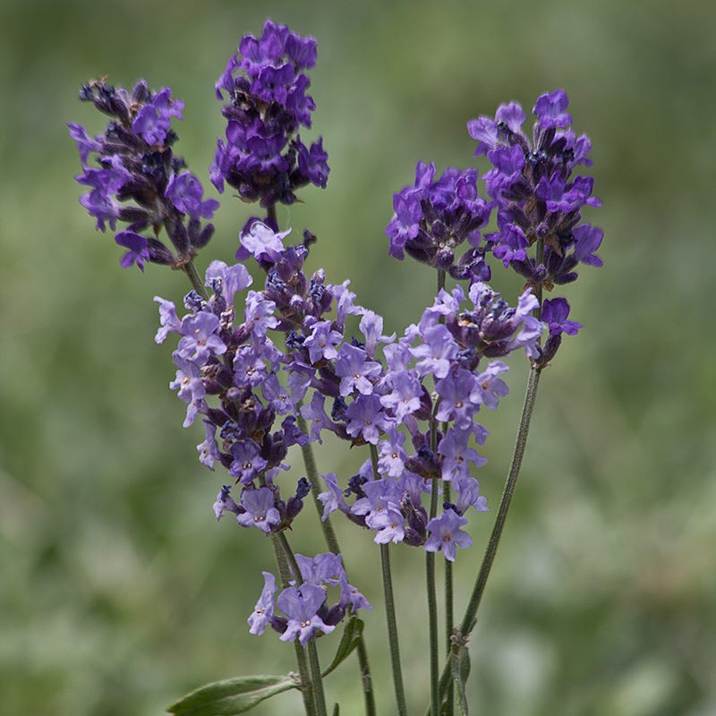 curly lavender plant Buena Vista English Lavender, Lavandula angustifolia