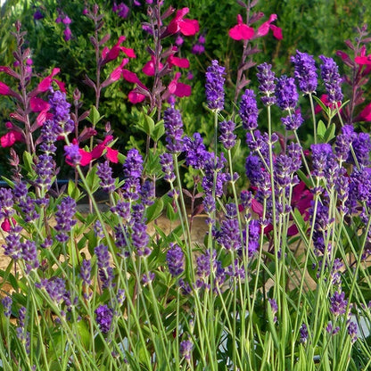 lavendar plants for sale near me Buena Vista English Lavender, Lavandula angustifolia