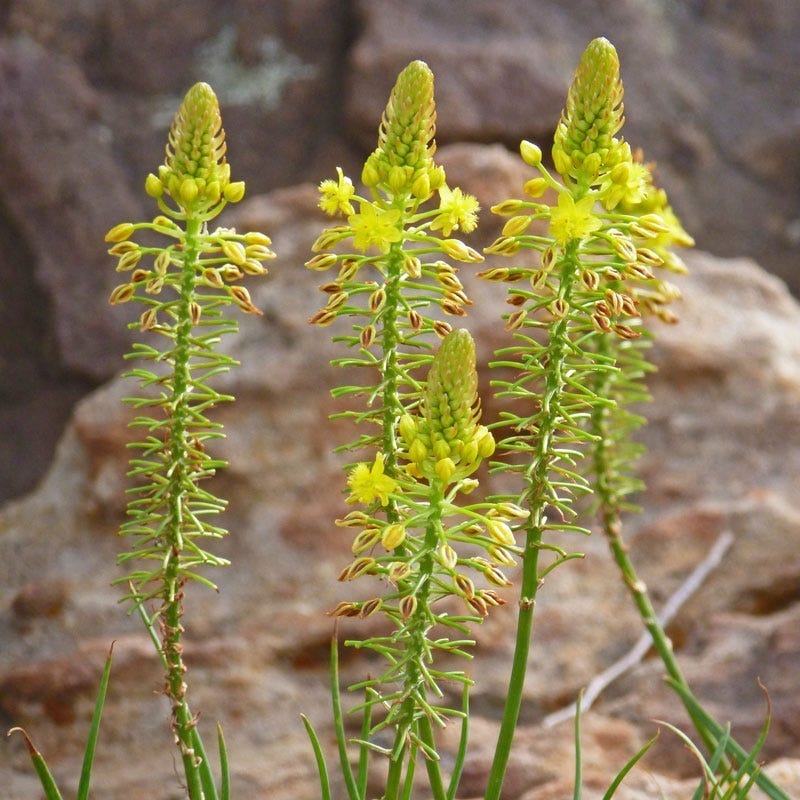 Bulbine abyssinica (Drakensberg Form)