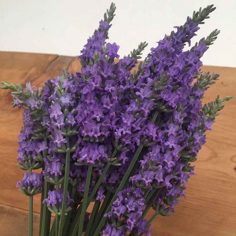 lavender in flower boxes Sensational! Lavender, Lavandula