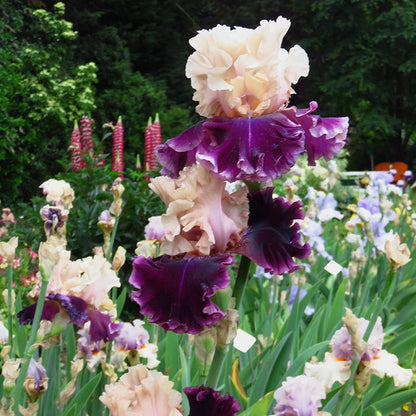 But Darling Bearded Iris