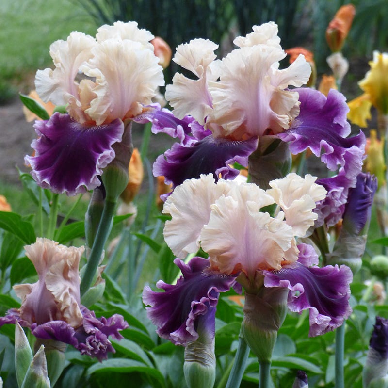 But Darling Bearded Iris
