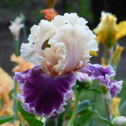 But Darling Bearded Iris