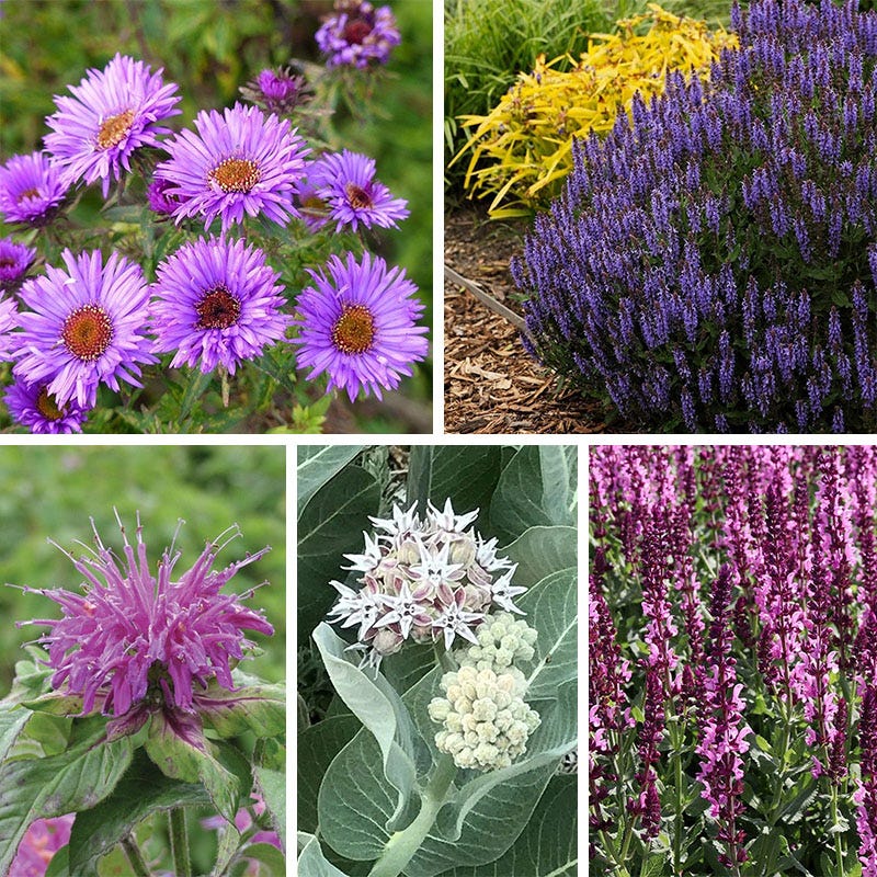 Butterfly & Bee Friendly Collection For The East & Midwest