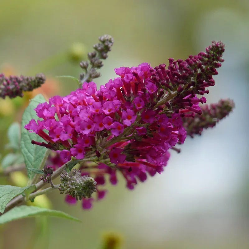 Buzz® Hot Raspberry Butterfly Bush (Buddleia)