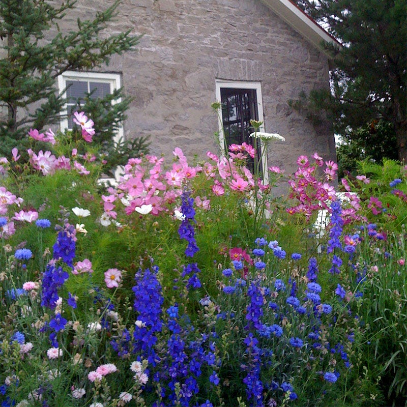 butterfly & hummingbird wildflower seed mix Butterfly and Hummingbird Wildflower Seed Mix