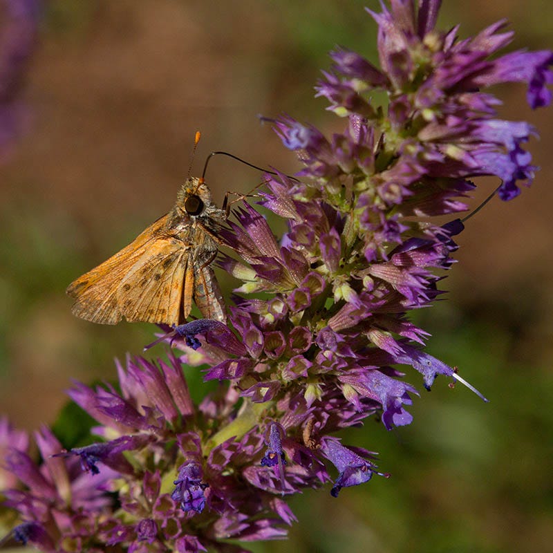Blue Blazes Agastache